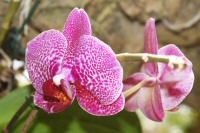 orchids