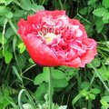 IMG 5396