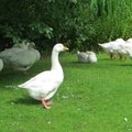 IMG 5558