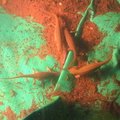 IMG 5781