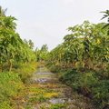 IMG 4625