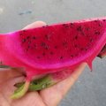 IMG 4641