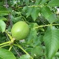 IMG 3237