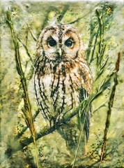 PE14 Owl