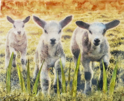 PE11 Lambs