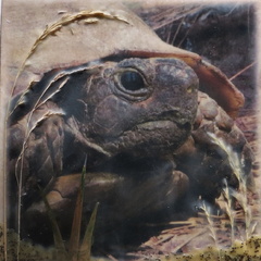 PE20 Tortoise