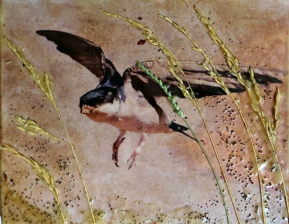 PE 34 - Swallow 